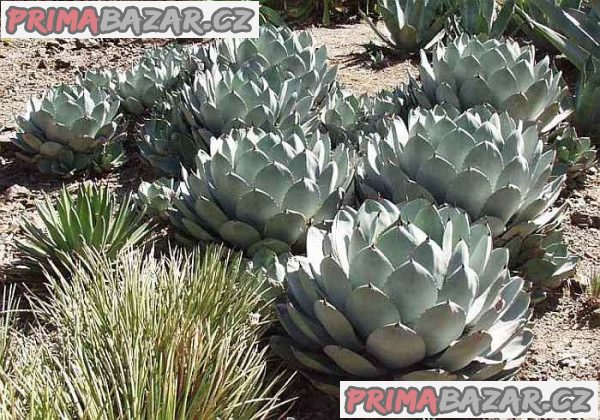 sazenice Agave Parryi var. Parryi – fotografie 1