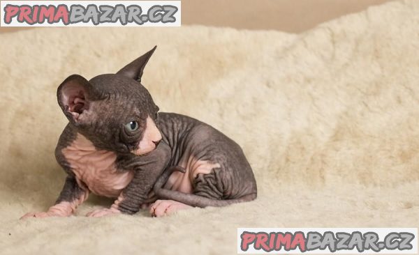 Registrovaná koťata Sphynx – fotografie 2