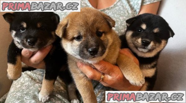 Shiba inu Štěňátka – fotografie 1