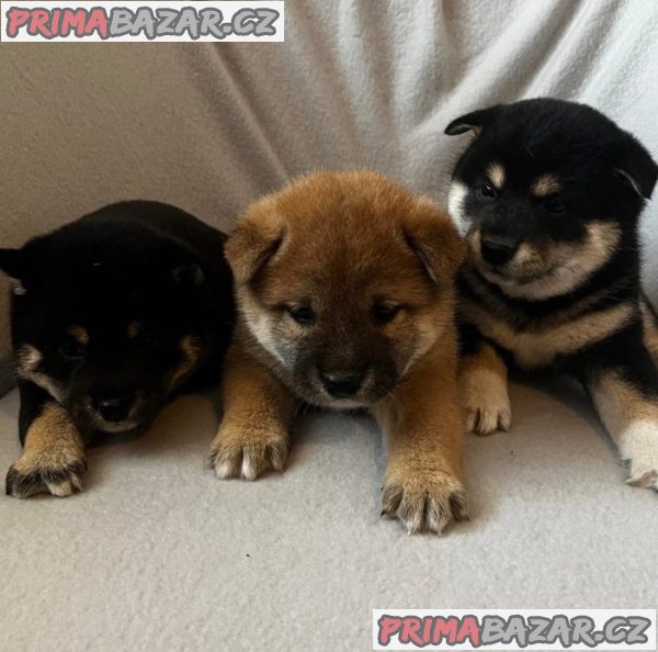 Shiba inu Štěňátka – fotografie 2