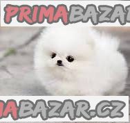 Německý špic trpasličí (Pomeranian) Štěňátka – fotografie 1