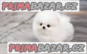Německý špic trpasličí (Pomeranian) Štěňátka – fotografie 2