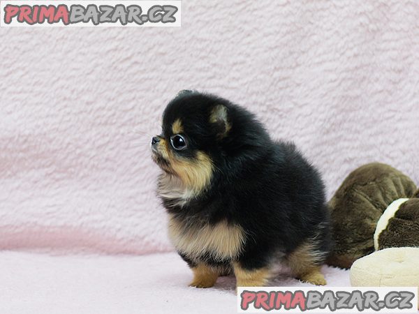 Prodám štěňátka německý špic trpasličí (pomeranian) – fotografie 2