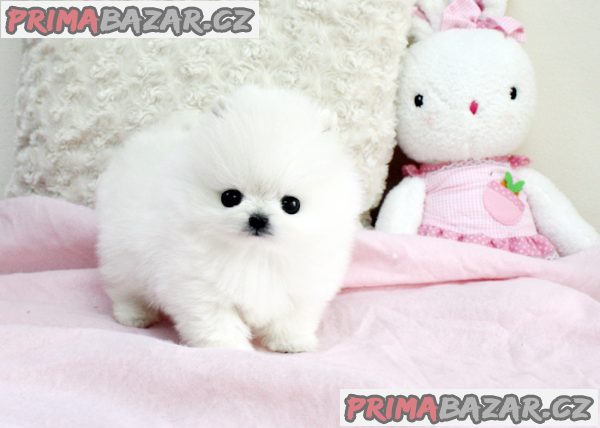 Prodám štěňátka německý špic trpasličí (pomeranian) – fotografie 3