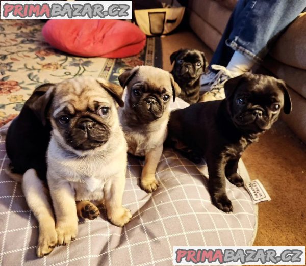 Štěňátka Mops již k odběru – fotografie 1