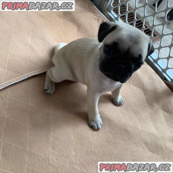 Štěňátka Mops již k odběru – fotografie 2