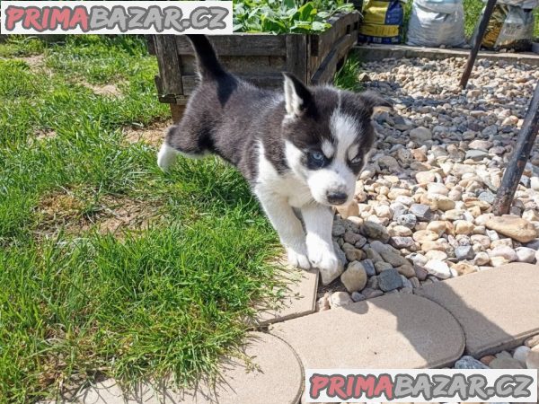 Sibiřský husky štěňata fenka – fotografie 1