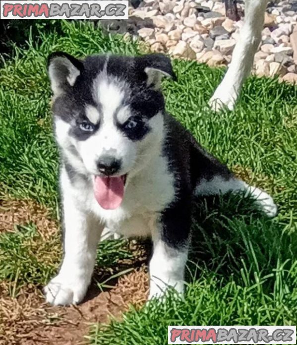 Sibiřský husky štěňata fenka – fotografie 2