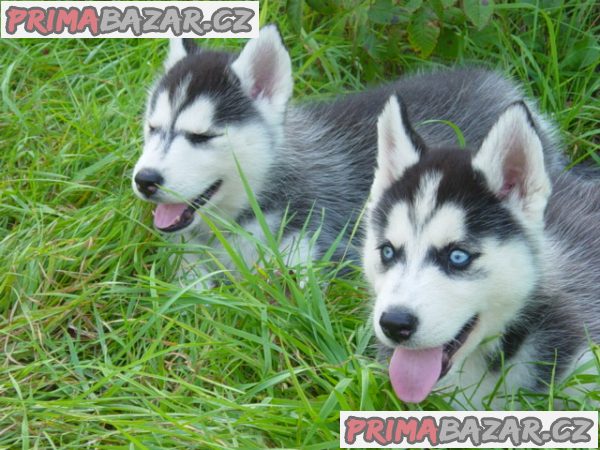 Sibiřský husky štěňata pejsek – fotografie 1