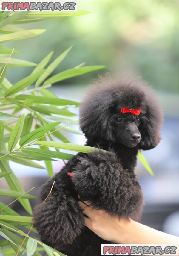 Toy poodle – fotografie 2