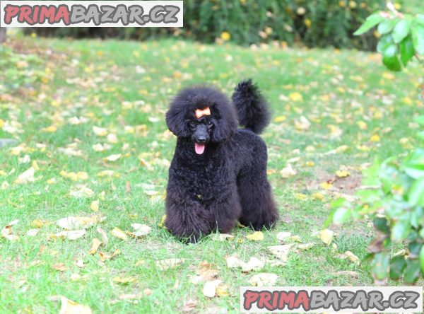 Toy poodle – fotografie 4