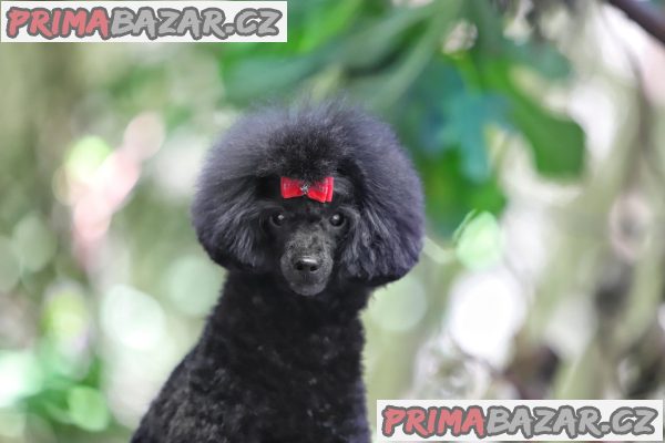 Toy poodle – fotografie 3