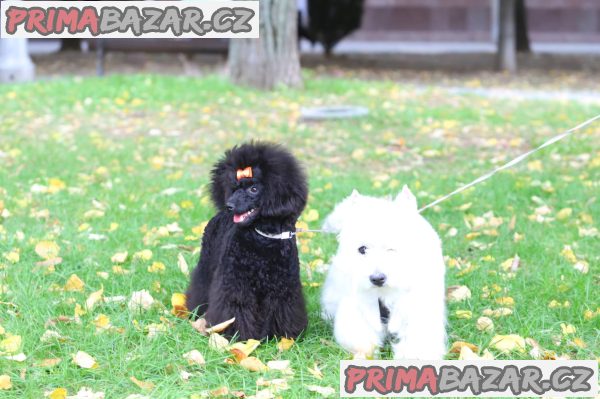 Toy poodle – fotografie 5