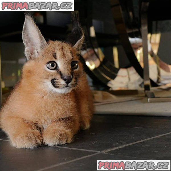 Jedinečná koťátka Serval, Savannah a Caracal! – fotografie 1