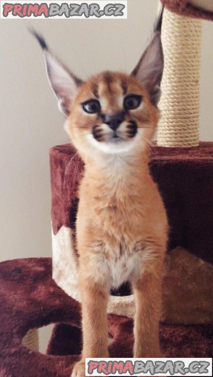Jedinečná koťátka Serval, Savannah a Caracal! – fotografie 2