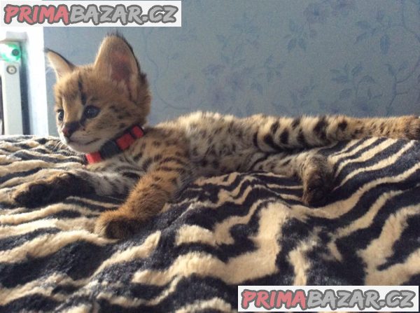 Jedinečná koťátka Serval, Savannah a Caracal! – fotografie 3