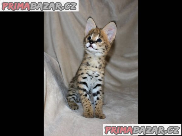 Jedinečná koťátka Serval, Savannah a Caracal! – fotografie 4