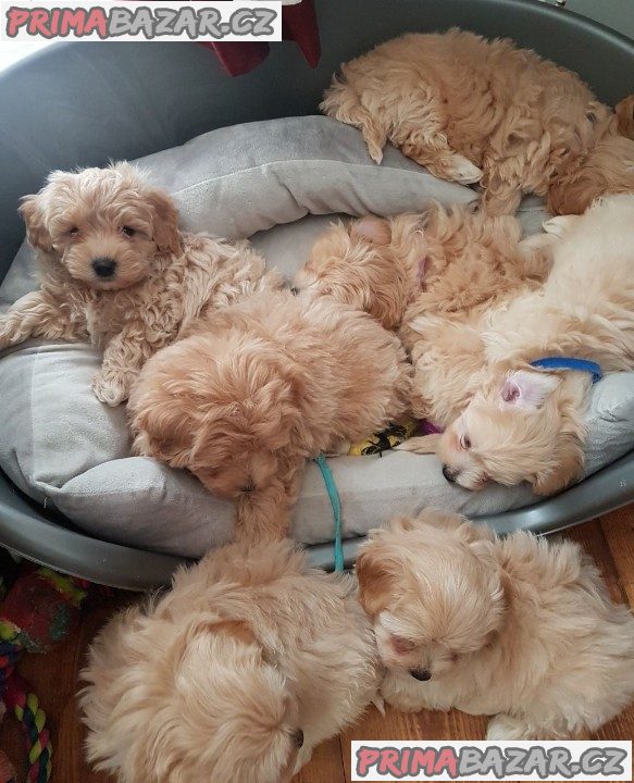 Doma vychovaná maltipoo štěňata připravena – fotografie 1