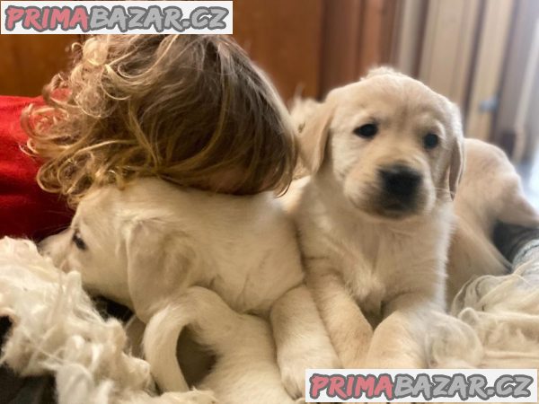 Štěňata zlatého retrívra – fotografie 1