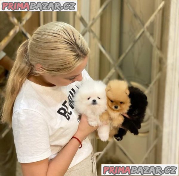 Vysoce kvalitní štěňata pomeranian – fotografie 1