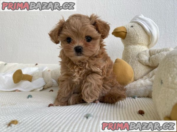 Krásná štěňata Maltipoo – fotografie 2