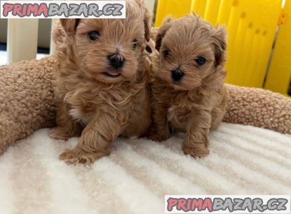 Krásná štěňata Maltipoo – fotografie 3