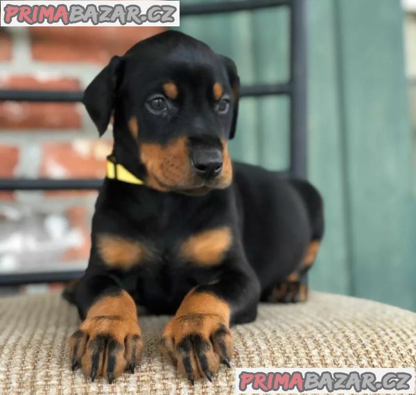 Štěňata DOBERMANA, – fotografie 1