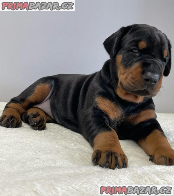 Štěňata DOBERMANA, – fotografie 2