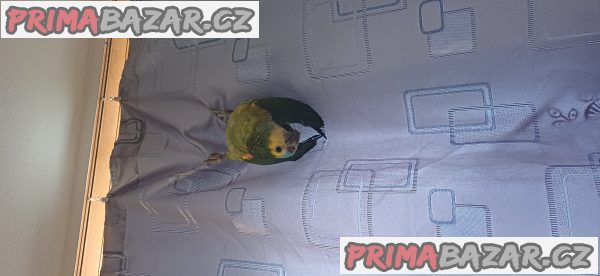 Amazoňan modročelý – fotografie 4