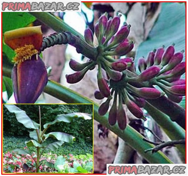 Banánovník Musa itinerans - Burmese blue - semena – fotografie 1
