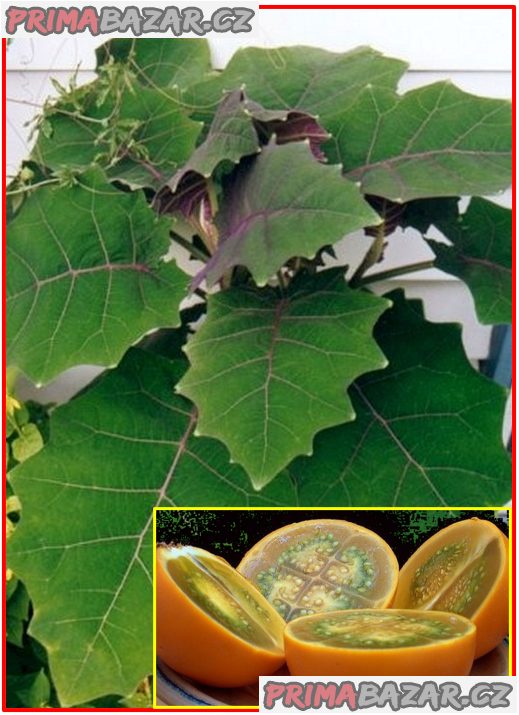 Solanum quitoense - semena – fotografie 1