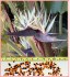 Bílá Strelitzia Nicolai - semena