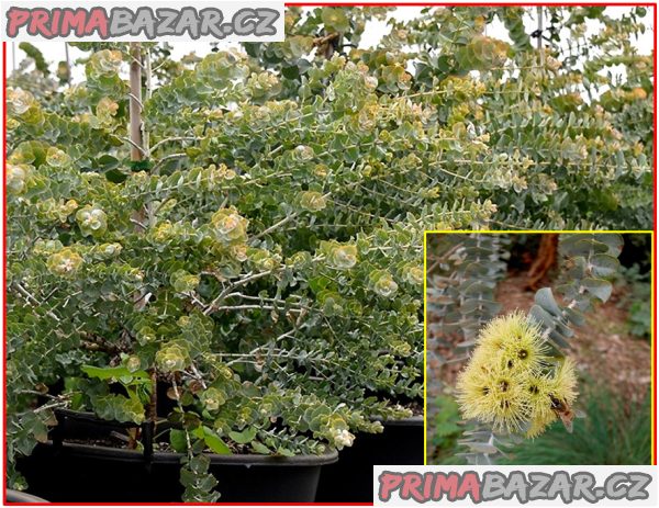 Eucalyptus kruseana - semena – fotografie 1