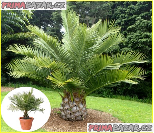 Palma Jubaea chilensis - semena – fotografie 1