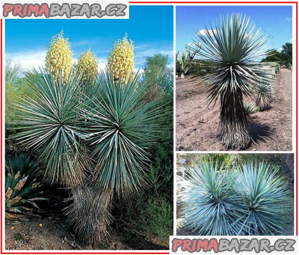 Yucca Rigida - semena – fotografie 1