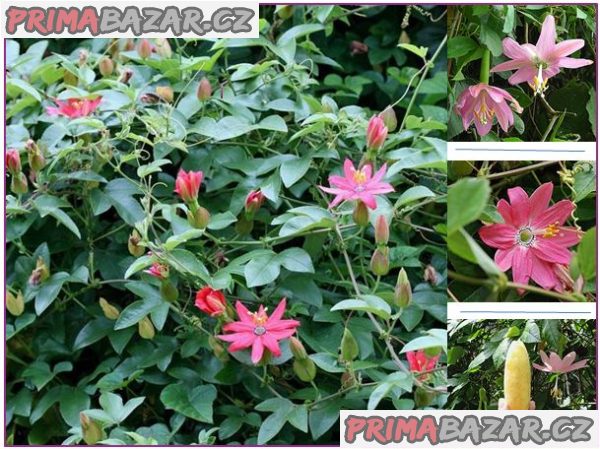 Passiflora mollissima - semena – fotografie 1