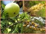 Phyllanthus Emblica - semena