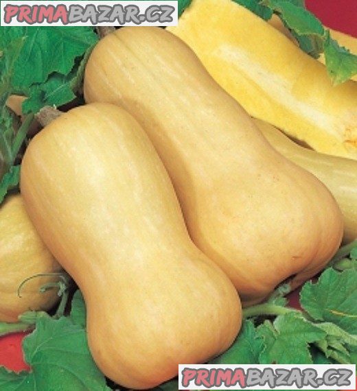 Tykev muškátová butternut - semena – fotografie 1