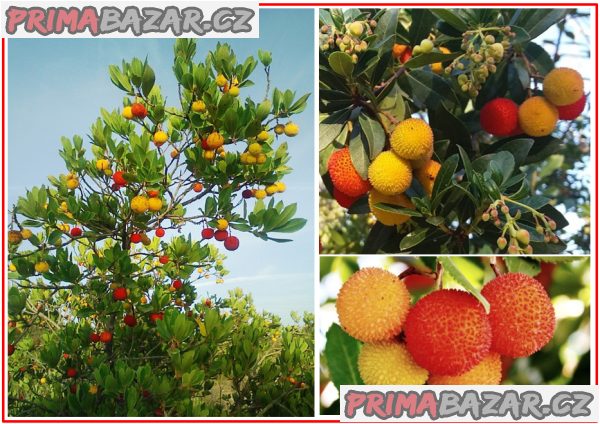 Arbutus Unedo - semena – fotografie 1