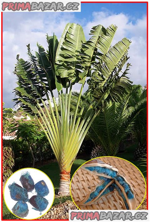 Ravenala Madagascariensis - semena – fotografie 1