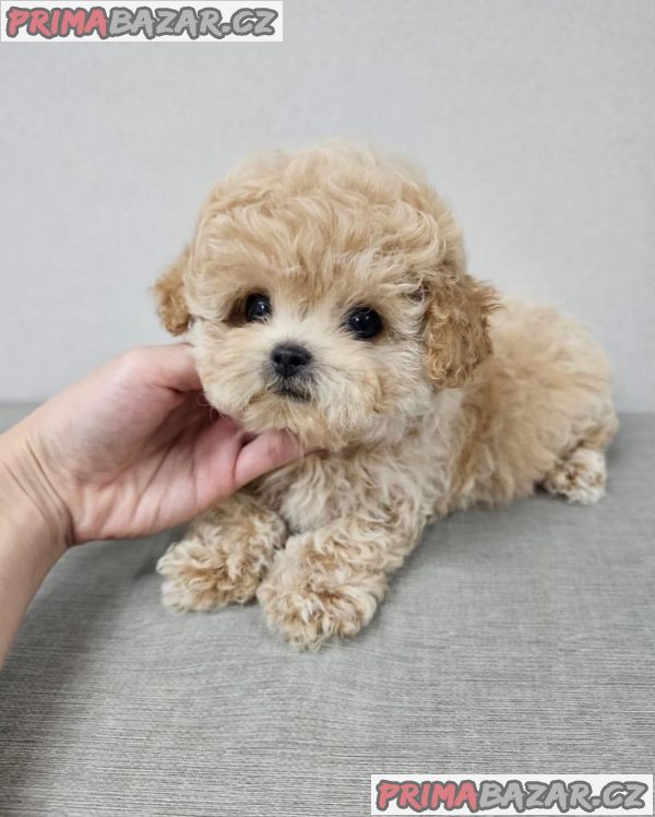 Rozkošný šálek Maltipoo Puppy – fotografie 2