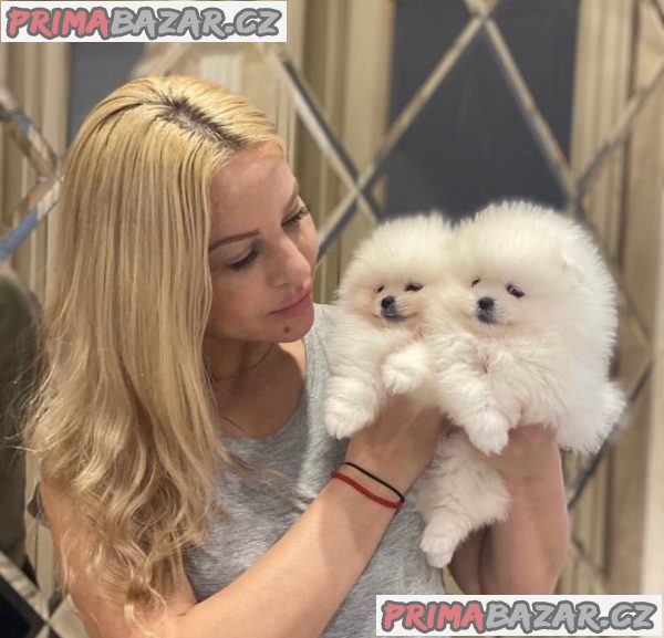 Krásný šálek Pomeranian Puppy. – fotografie 1