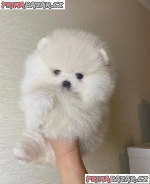 Krásný šálek Pomeranian Puppy. – fotografie 2