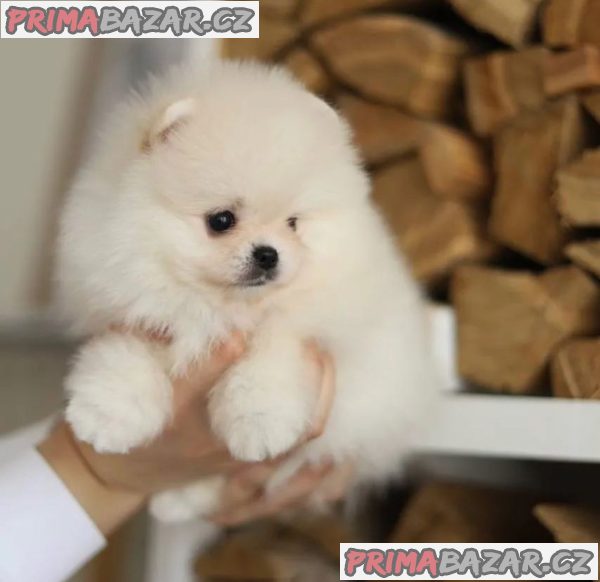 Krásný šálek Pomeranian Puppy. – fotografie 3