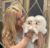 Krásný šálek Pomeranian Puppy.