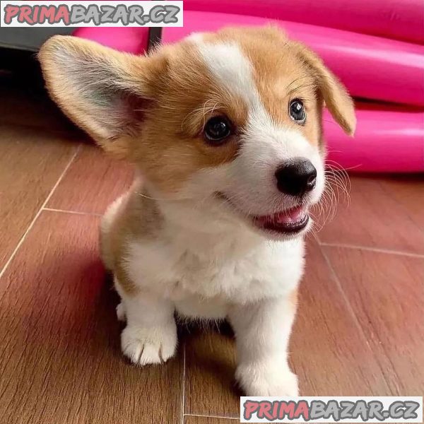 Rozkošný Pembroke Welsh Corgi. – fotografie 1