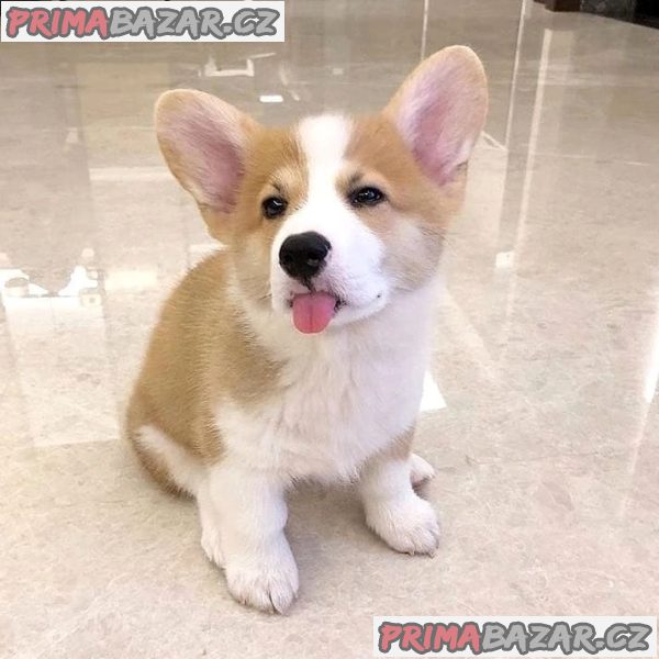Rozkošný Pembroke Welsh Corgi. – fotografie 2