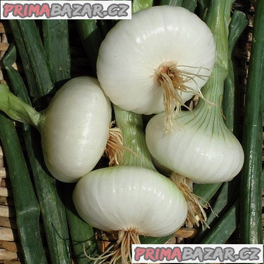 cibule Bianca Di Maggio - semena – fotografie 1