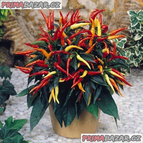 Chilli Patio Fire - semena – fotografie 1
