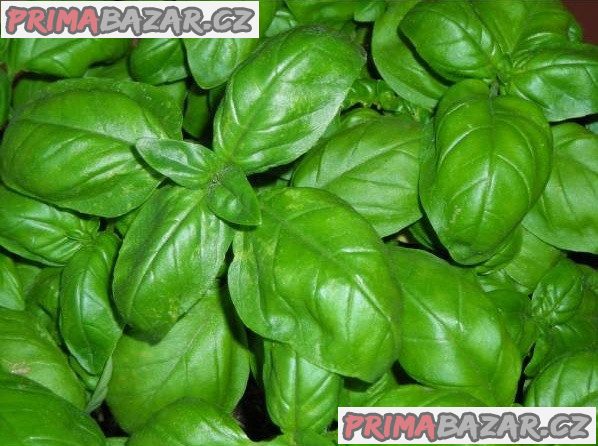 Bazalka Italiano Classico - semena – fotografie 1